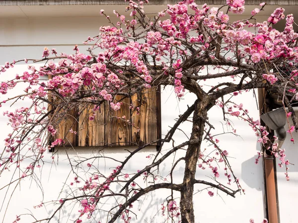 Çiçek açması Japon eriği