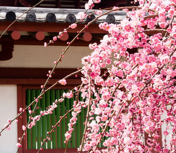 在佛寺上绽放的粉红色梅花 — 图库照片