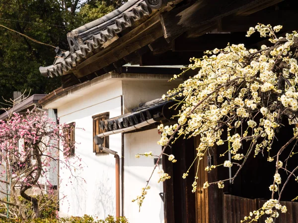 Ιαπωνικό σπίτι με δαμάσκηνο δέντρο — Φωτογραφία Αρχείου