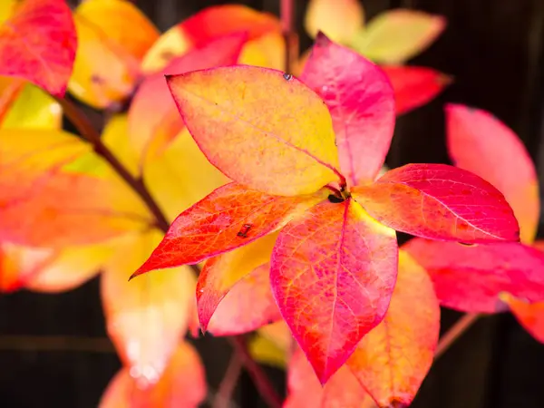Red and yellow blueberry autumn leaves — Stock Photo, Image