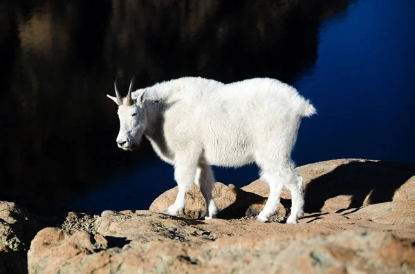 Berggeit Een Rots Ontginning Washington Staat Usa — Stockfoto