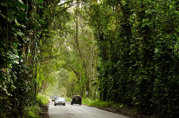 Cars driving under a lush tropical canopy - Kauai tree tunnel