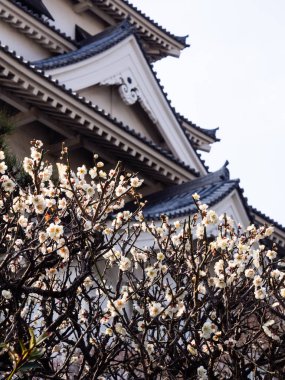 İmabari Şatosu, Japonya 'da çiçek açan beyaz erik