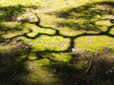 Kenrokuen geleneksel Japon bahçesi Kanazawa, Japonya 'da yosunlu çimenlerin üzerindeki çam ağacı gölgesi.
