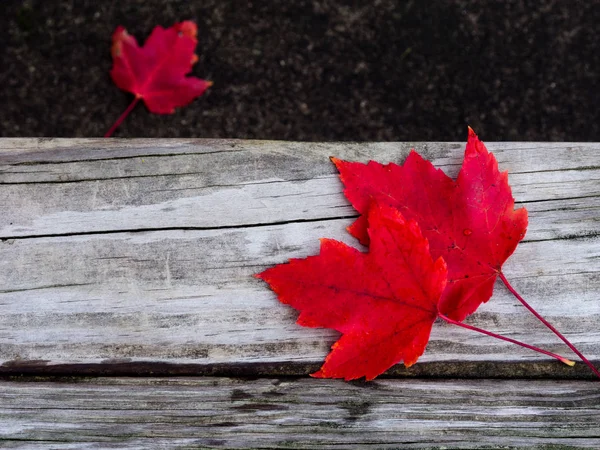 Cerrado Otoño Rojo Deja Banco Madera — Foto de Stock