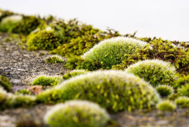 Betonda büyüyen yosun