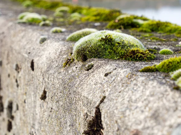 Muschio Che Cresce Muro Cemento — Foto Stock