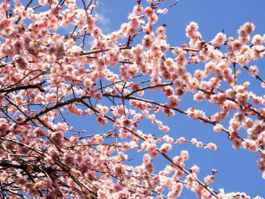 Çiçek açması pembe Japon erik ağacı mavi gökyüzü karşı