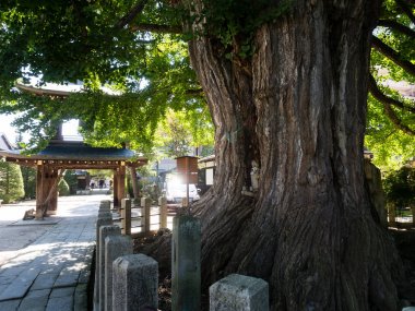 Takayama, Japonya 'da Kongobuji tapınağında büyük eski Ginkgo ağacı