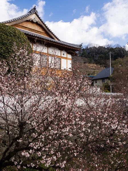 Třešňové květy v buddhistickém chrámu — Stock fotografie