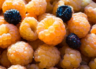 Taze sarı ve siyah ahududu.