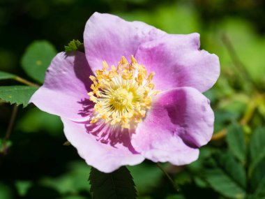 Blooming Nootka ABD 'nin Washington eyaletinde doğdu.