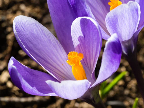 Makro Strzał Purpurowe Kwiaty Krokusa Pełnym Rozkwicie — Zdjęcie stockowe