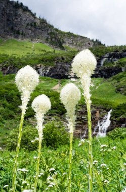 ABD 'deki Buzul Ulusal Parkı' nda yeşil bir çayırda çiçek açan Beargrass.