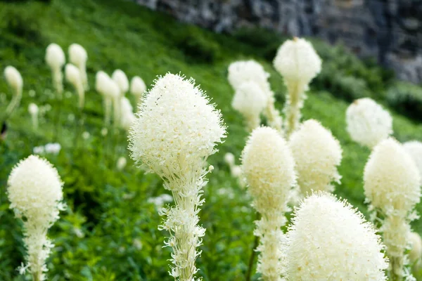 ABD 'deki Buzul Ulusal Parkı' nda yeşil bir çayırda çiçek açan Beargrass.