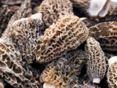 Morel mantarı yakın çekim