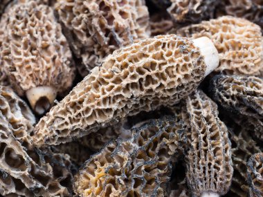 Morel mantarı yakın çekim