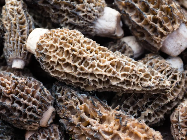 Morel mantarı yakın çekim