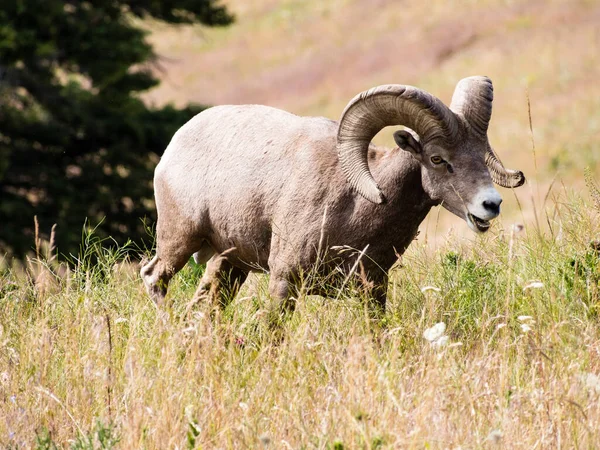 Amerikaanse Bighorn Schapen Grazen Het Weiland Montana Usa — Stockfoto