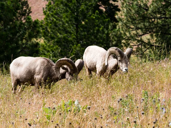 Twee Amerikaanse Bighorn Schapen Grazen Weide Montana Usa — Stockfoto