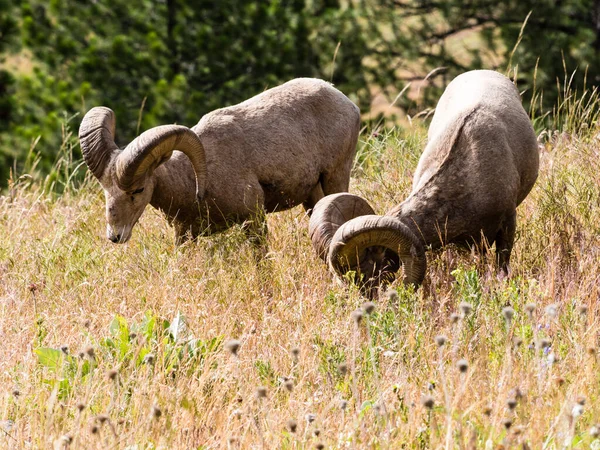 Twee Amerikaanse Bighorn Schapen Grazen Weide Montana Usa — Stockfoto