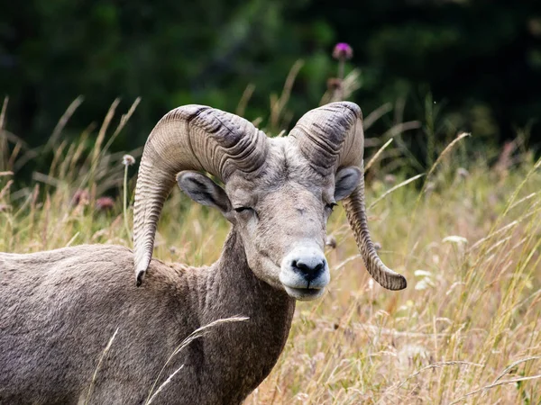 Dromerig Amerikaans Bighorn Schaap Een Weide Montana Usa — Stockfoto