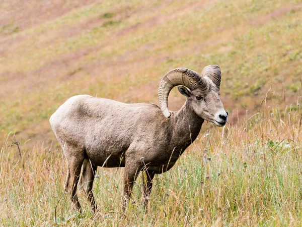 Amerikaanse Bighorn Schapen Een Weide National Bison Range Montana Verenigde — Stockfoto