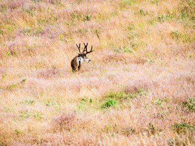 National Bison Range 'deki çayırda geyik, Montana, ABD' de bir vahşi yaşam sığınağı.