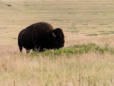Ulusal Bison Sıradağları 'nda bir çayırdaki Amerikan bizonu, Montana, ABD' de bir vahşi yaşam sığınağı.