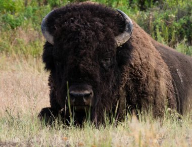 Ulusal Bison Sıradağları 'nda bir çayırdaki Amerikan bizonu, Montana, ABD' de bir vahşi yaşam sığınağı.