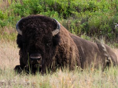 Ulusal Bison Sıradağları 'nda bir çayırdaki Amerikan bizonu, Montana, ABD' de bir vahşi yaşam sığınağı.