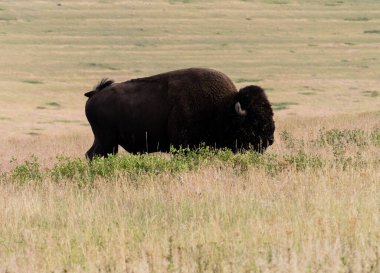 Ulusal Bison Sıradağları 'nda bir çayırdaki Amerikan bizonu, Montana, ABD' de bir vahşi yaşam sığınağı.