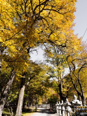 Nikko, Japonya - 24 Ekim 2016: Nikko-Yumoto 'da sonbahar renkleri, Nikko Milli Parkı' nın bir parçası