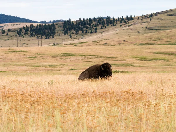 Amerikanische Bisons Auf Einer Wiese National Bison Range Einem Wildtierreservat — Stockfoto