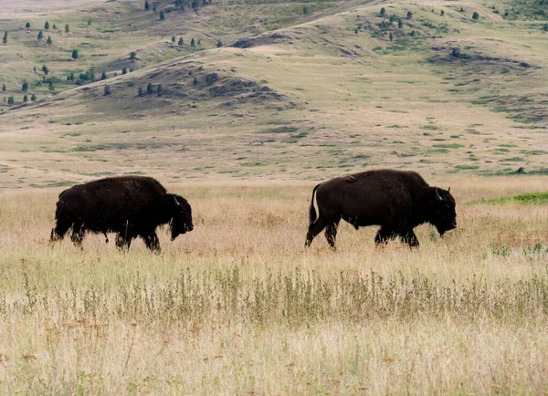 Ulusal Bison Sıradağları 'ndaki bir çayırda yürüyen iki Amerikan bizonu. Montana, ABD' deki bir vahşi yaşam sığınağı.