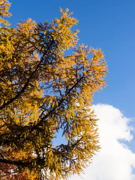 Zlaté Podzimní Larches Senjogahara Národním Parku Nikko Japonsko — Stock fotografie