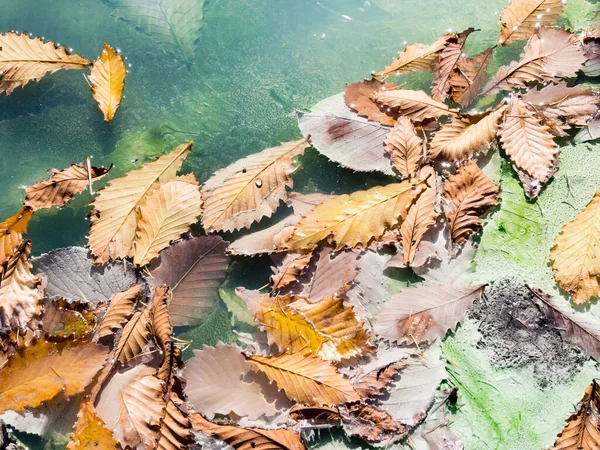 Hojas Otoño Coloridas Aguas Termales Nikko Yumoto Parte Del Parque — Foto de Stock