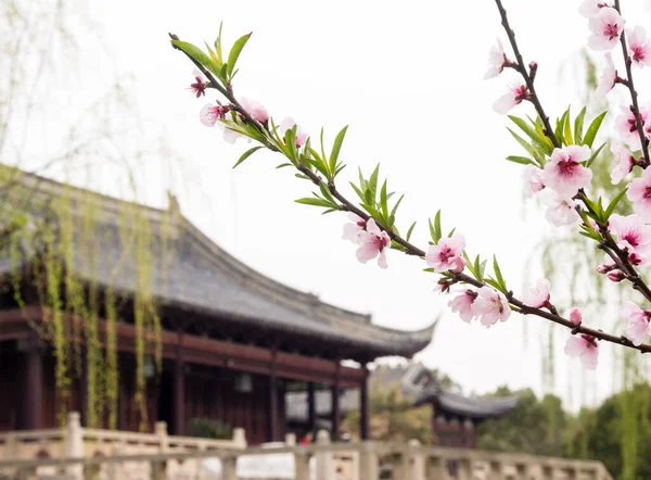 樱花盛开在中国古典园林中 — 图库照片