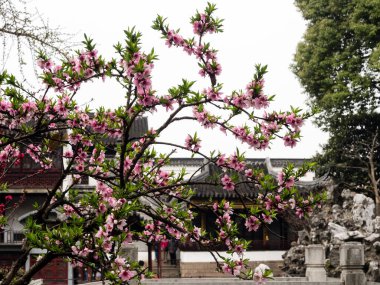 Suzhou, Çin - 23 Mart 2016: Lion Grove Garden 'da kiraz çiçekleri, klasik bir Çin bahçesi ve Suzhou' daki Unesco Dünya Mirası 'nın bir parçası