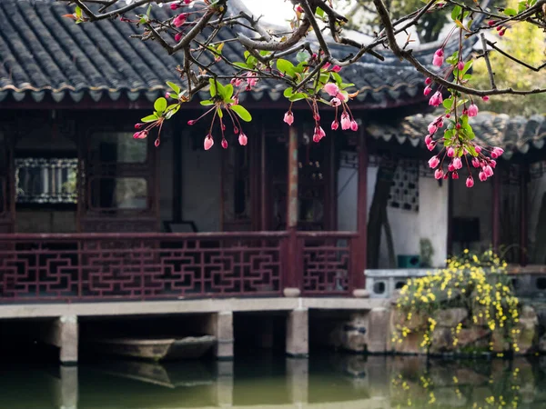 中国古典庭園の桜 — ストック写真