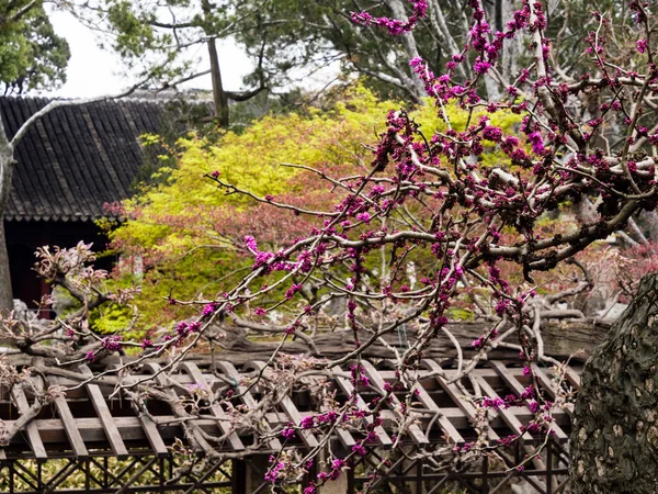 Klasik Çin Bahçesinde Çiçek Açan Erik Ağacı — Stok fotoğraf