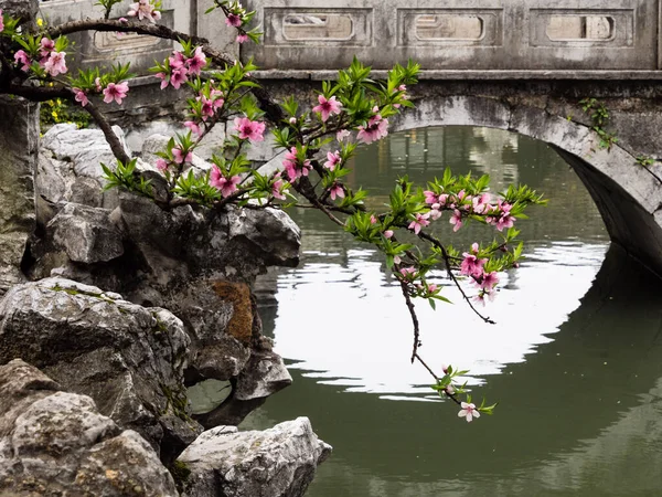 樱花盛开在中国古典园中 园中有池塘和桥 — 图库照片