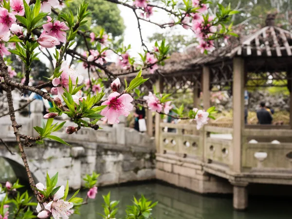 2016年3月23日中国 中国古典庭園 獅子林園 の桜とユネスコ世界遺産に登録 — ストック写真