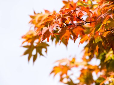 Japon akçaağaç yaprakları renk değiştirmeye başlıyor