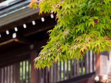 Budist tapınağında yeşil Japon akçaağacı.