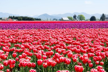 Washington state, ABD Skagit Vadisi Lale Festivali sırasında Lale alanları