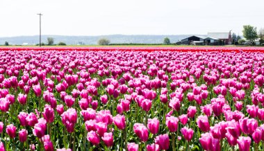 Washington state, ABD Skagit Vadisi Lale Festivali sırasında Lale alanları