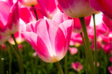 Lale tarlasında büyüyen pembe ve beyaz laleler.