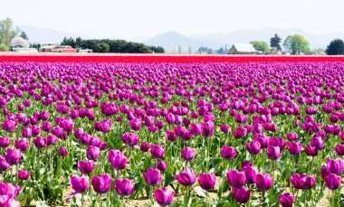 Washington state, ABD Skagit Vadisi Lale Festivali sırasında Lale alanları
