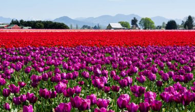 Washington state, ABD Skagit Vadisi Lale Festivali sırasında Lale alanları